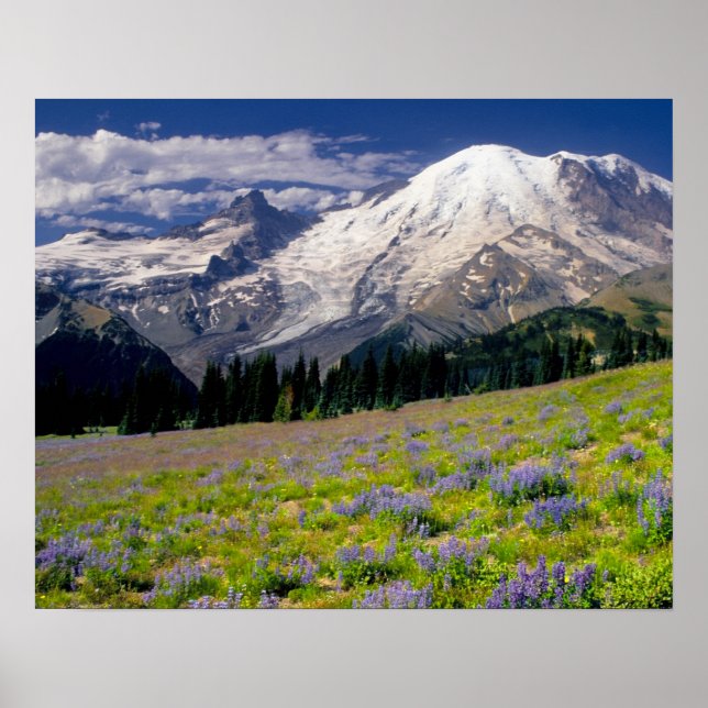 Pôster EUA, Washington, Parque Nacional Mt. Rainier. (Frente)