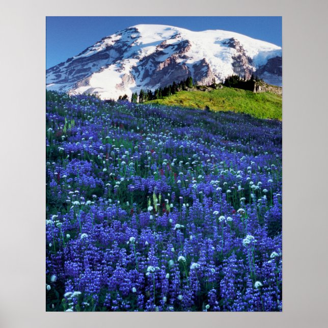 Poster EUA, Washington, Parque Nacional Mt. Rainier. Mt. (Frente)