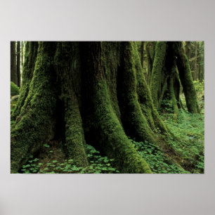 Pôster EUA, Washington, Parque Nacional Olimpiadas, 2