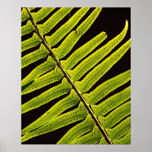 Poster EUA, Washington, Parque Nacional Olimpiadas, Retro