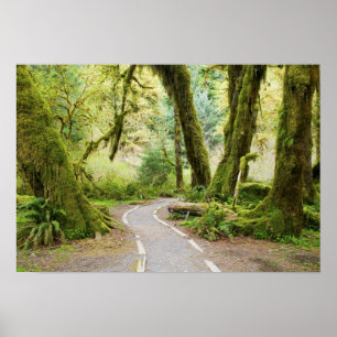 Poster EUA, Washington, Parque Nacional Olímpico, Caminha