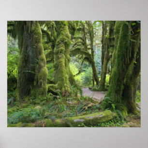 Pôster EUA, Washington, parque nacional olímpico, chuva