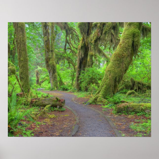 Poster EUA, Washington, Parque Nacional Olímpico, Chuva d (Frente)