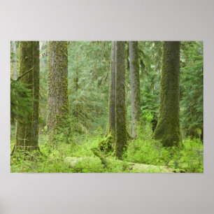 Pôster EUA, Washington, Parque Nacional Olímpico, Primave