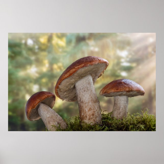 Pôster EUA, Washington, Seabeck. Leccinum Insigne (Frente)
