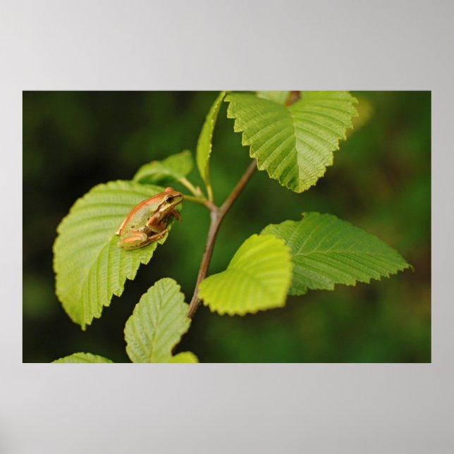 Pôster EUA, Washington, Seattle, Discovery Park (Frente)