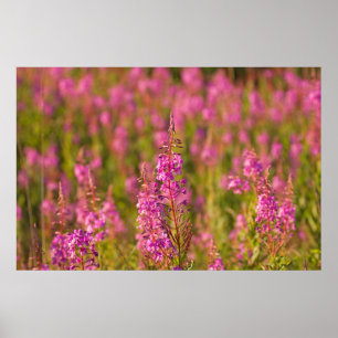 Pôster EUA, Washington, Seattle, Discovery Park 3