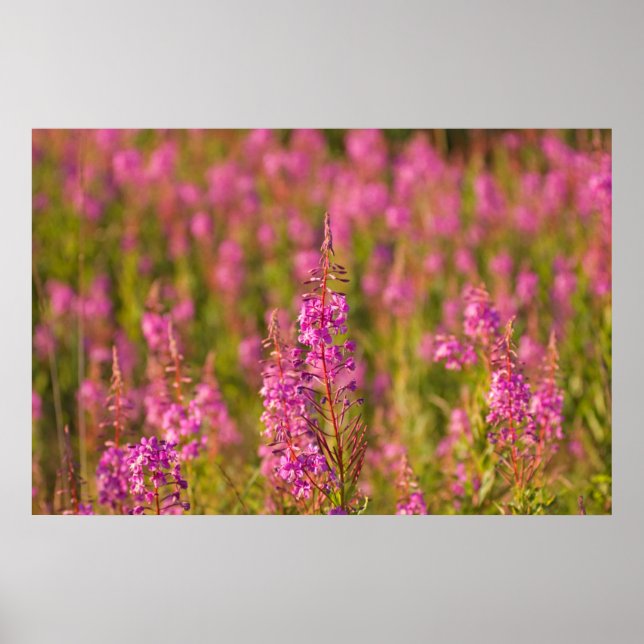 Pôster EUA, Washington, Seattle, Discovery Park 3 (Frente)