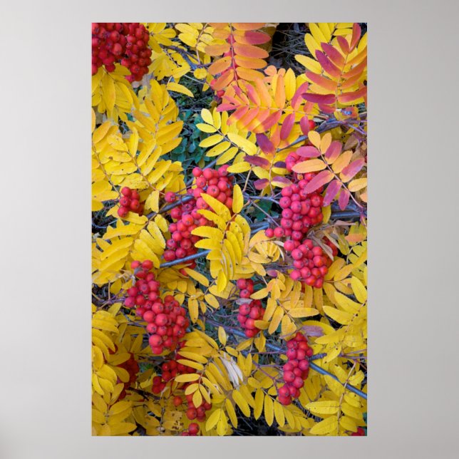 Poster EUA, Washington, Western Mountain Ash, Okanogan (Frente)