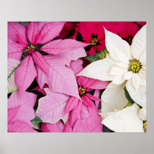 Pôster EUA, Washington, Woodinville, Molbak's Nursery, 2