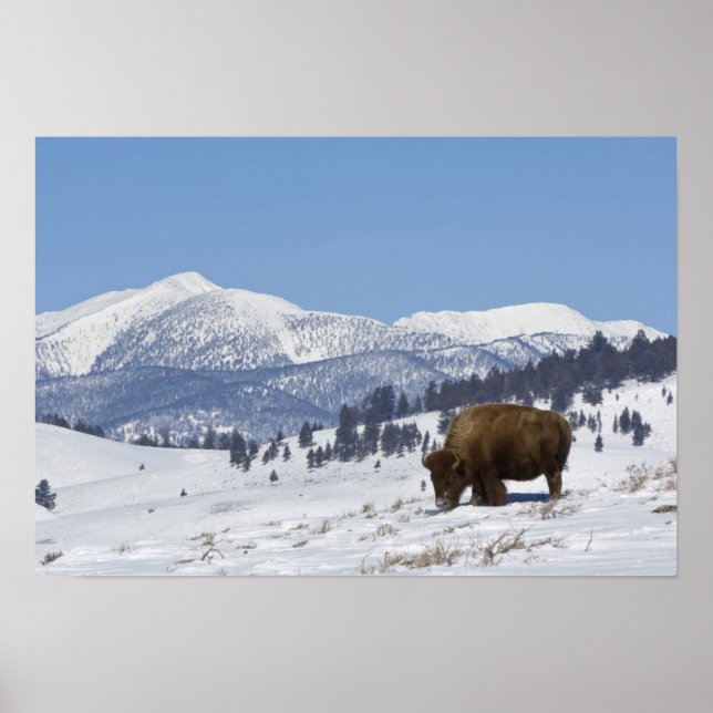 Pôster EUA, WY, Yellowstone NP, American Bison (Frente)