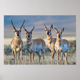 Poster EUA, Wyoming, 4 pronghorn antelopes dólares