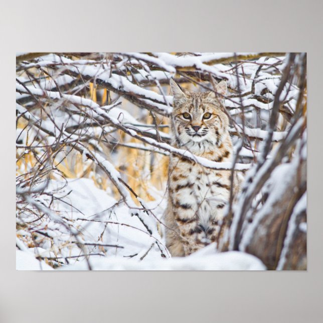 Pôster EUA, Wyoming, Bobcat (Frente)