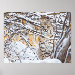 Poster EUA, Wyoming, Bobcat sentado em coberto de neve