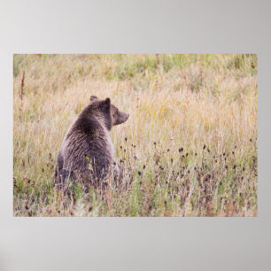 Pôster EUA, Wyoming, Parque Nacional de Yellowstone, Urso