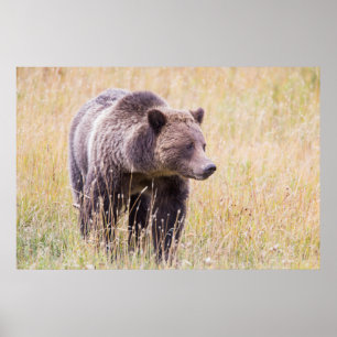 Pôster EUA, Wyoming, Parque Nacional de Yellowstone, Urso