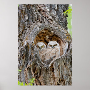 Pôster EUA, Wyoming, Parque Nacional Grand Teton