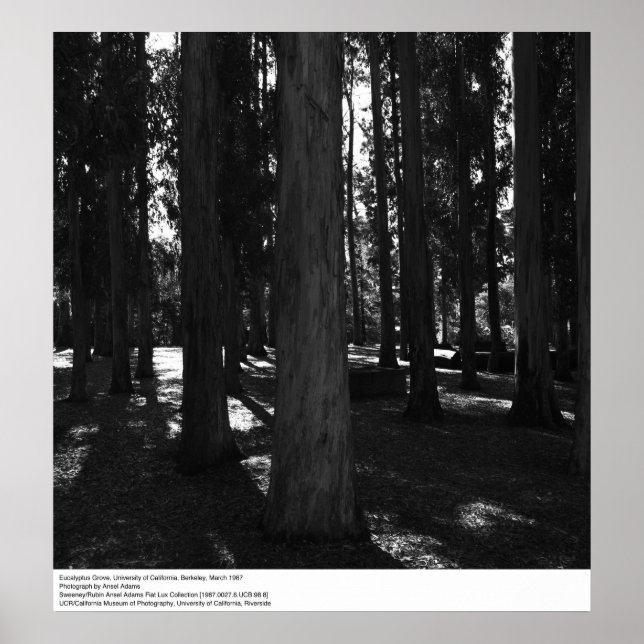 Pôster Eucalyptus Grove, UC Berkeley, 1967 (Frente)