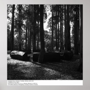 Pôster Eucalyptus Grove, UC Berkeley, 1967