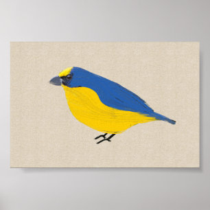 Poster Euphonia de pássaro tropical brilhante na Canvas d