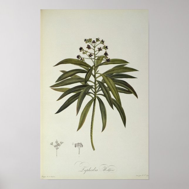 Poster Euphorbia Mellifera (Frente)