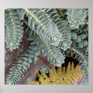 Pôster Euphorbia Myrsinites (Myrtle Spurge)