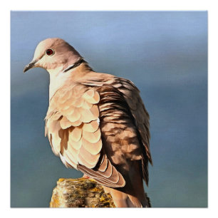 Pôster Eurasian Collared Dove Wildlife Art