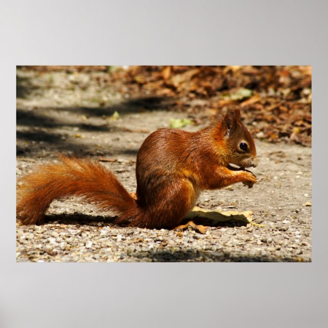 Pôster Eurasian red squirrel (Frente)