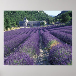 Pôster Europa, França, Provença. Campos de lavanda