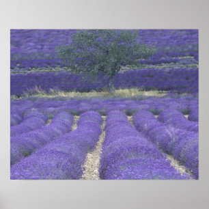 Pôster Europa, França, Provença, Sault, campos de Lavan