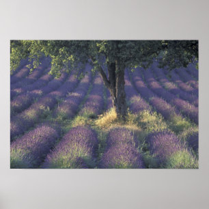 Pôster Europa, França, Provença, Sault, Lavanda