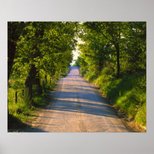 Pôster Europa, Itália, Toscana, estrada arborizada