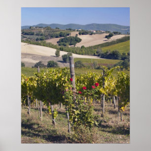 Poster Europa, Italia, Úmbria, perto de Montefalco,