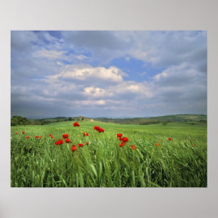 Pôster Europa, Toscana, Poggiolo. Papoilas vermelhas