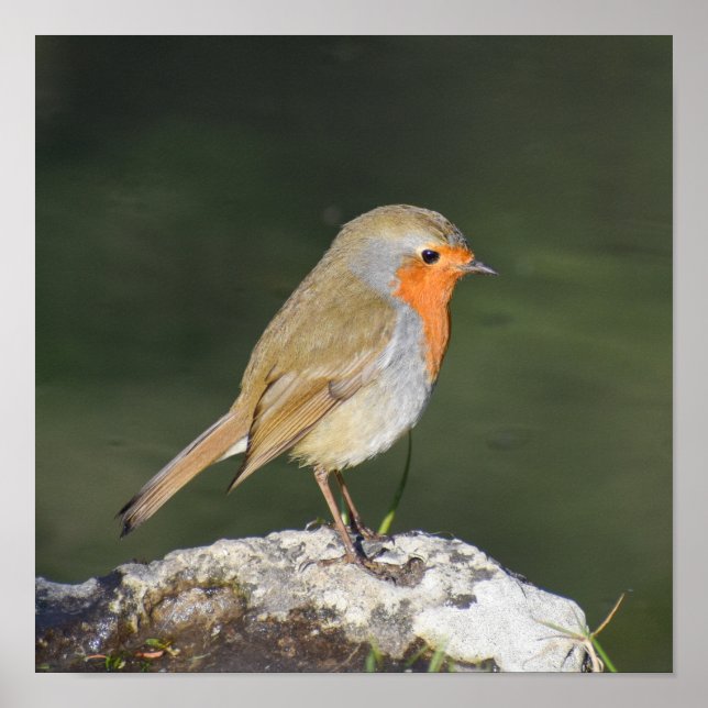 Poster European Robin  (Frente)