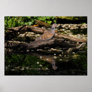 Poster European turtle dove