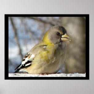 Pôster Evening Grosbeak