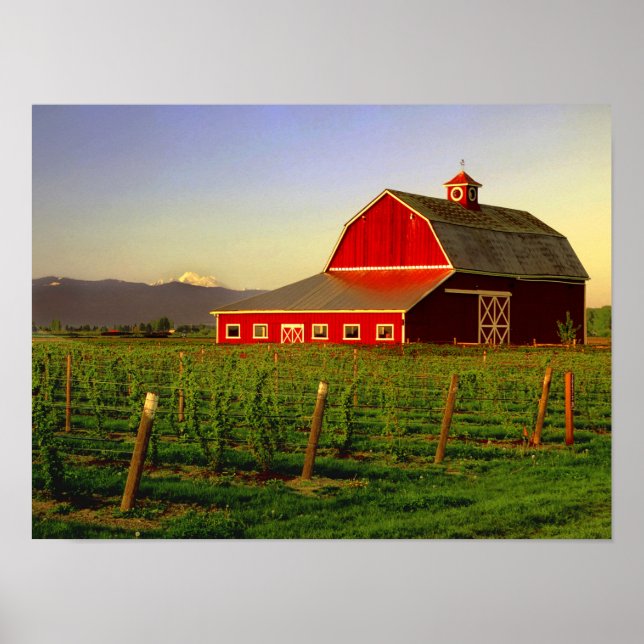 Pôster Evening sun on a barn in Washington's Skagit (Frente)
