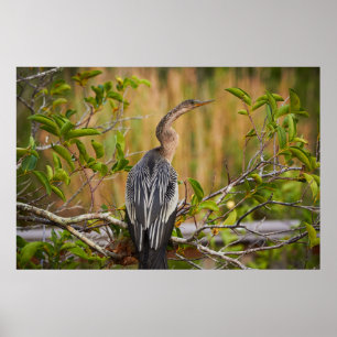 Poster Everglades Anhinga