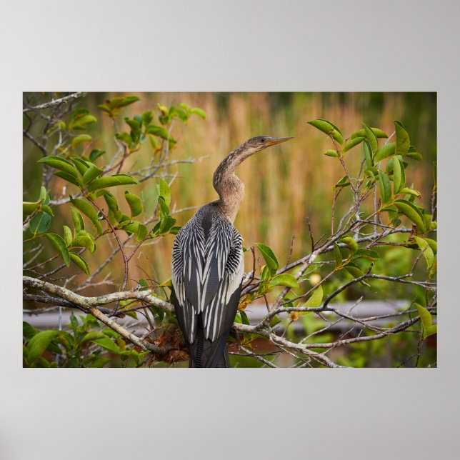 Poster Everglades Anhinga (Frente)