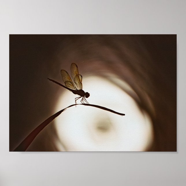 Pôster Everglades Dragonfly (Frente)
