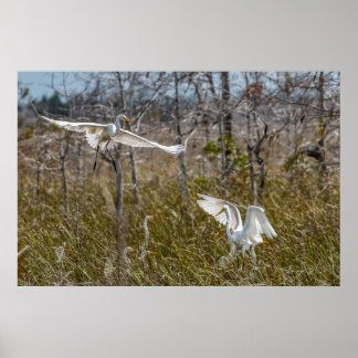 Poster Everglades Egrets