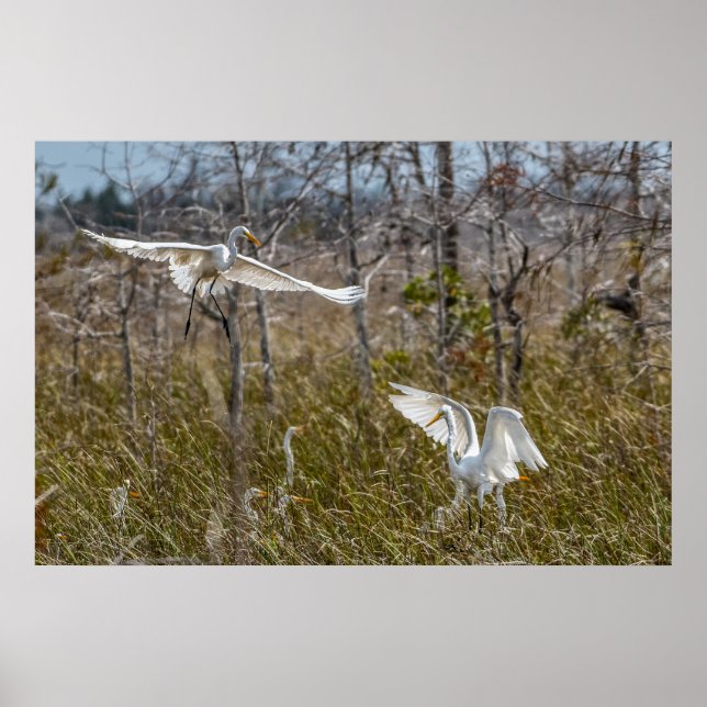 Poster Everglades Egrets (Frente)
