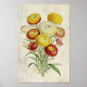 Poster Everlastings Botânicas Incurvadas Vintage