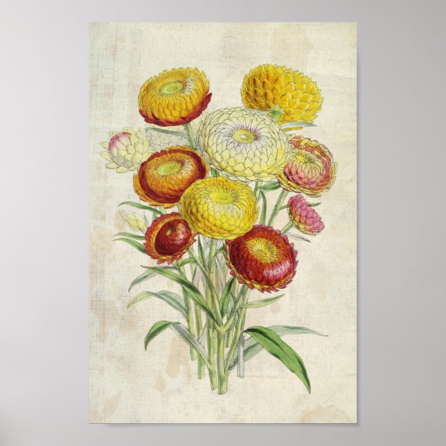 Poster Everlastings Botânicas Incurvadas Vintage (Frente)