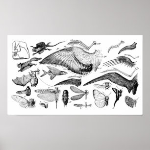 Pôster Evolução do vôo