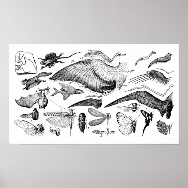 Pôster Evolução do voo (Frente)