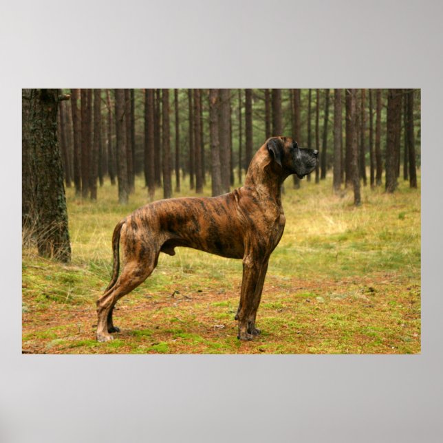 Poster Excelência (Frente)