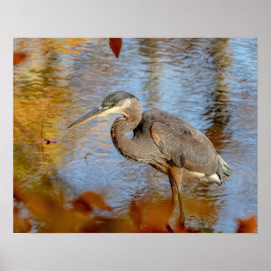 Poster Excelente 20x16 Blue Heron enquadrado com folhagem