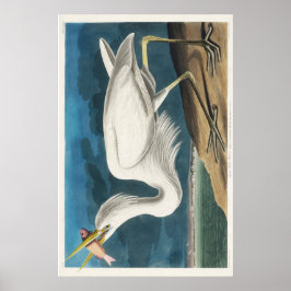 Poster Excelente Audubon White Heron